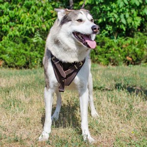 Коричневая черная шлейка для западносибирской лайки «Working Dog»
